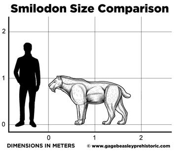 smilodon size