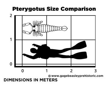 pterygotus