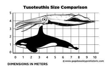 giant squid size chart