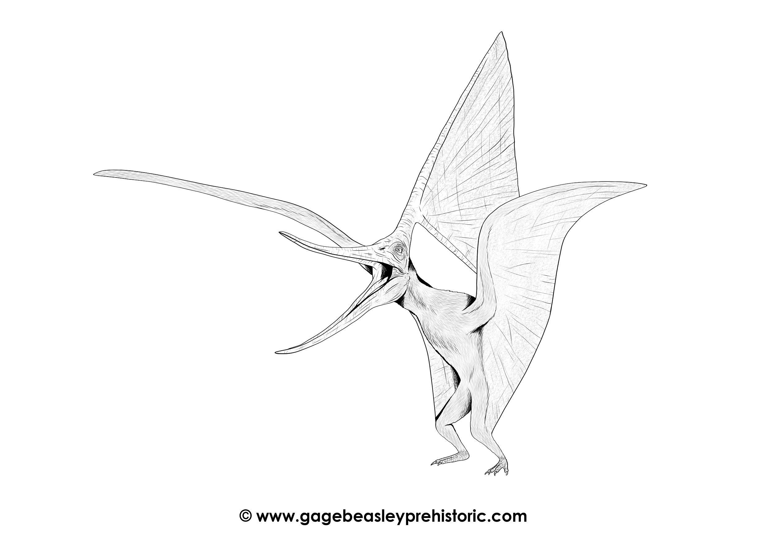 Dinosaur: Pterodactyl. /Na Restoration Of A Long-Tailed